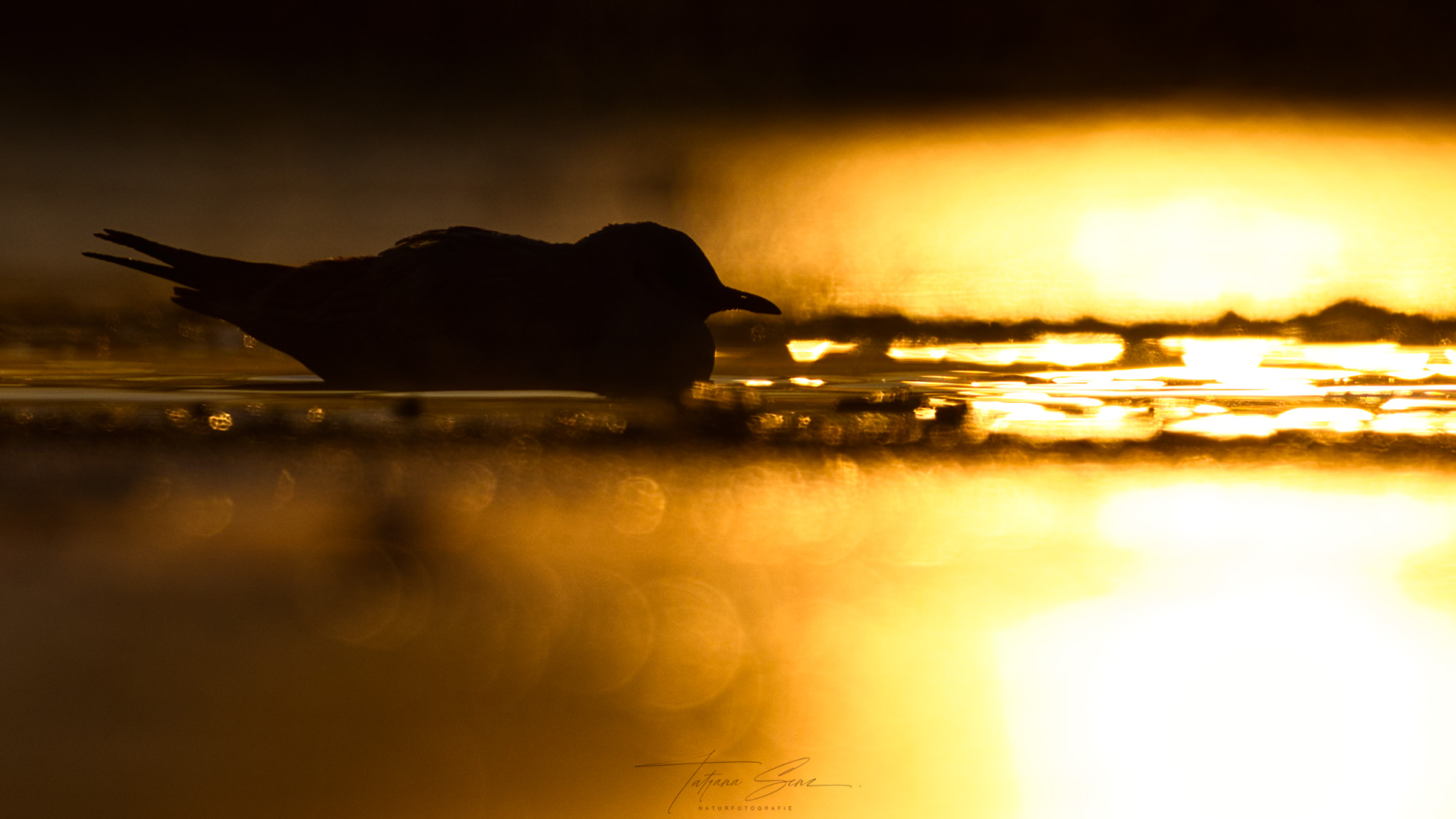 LACHMÖWE BEI SONNENAUFGANG